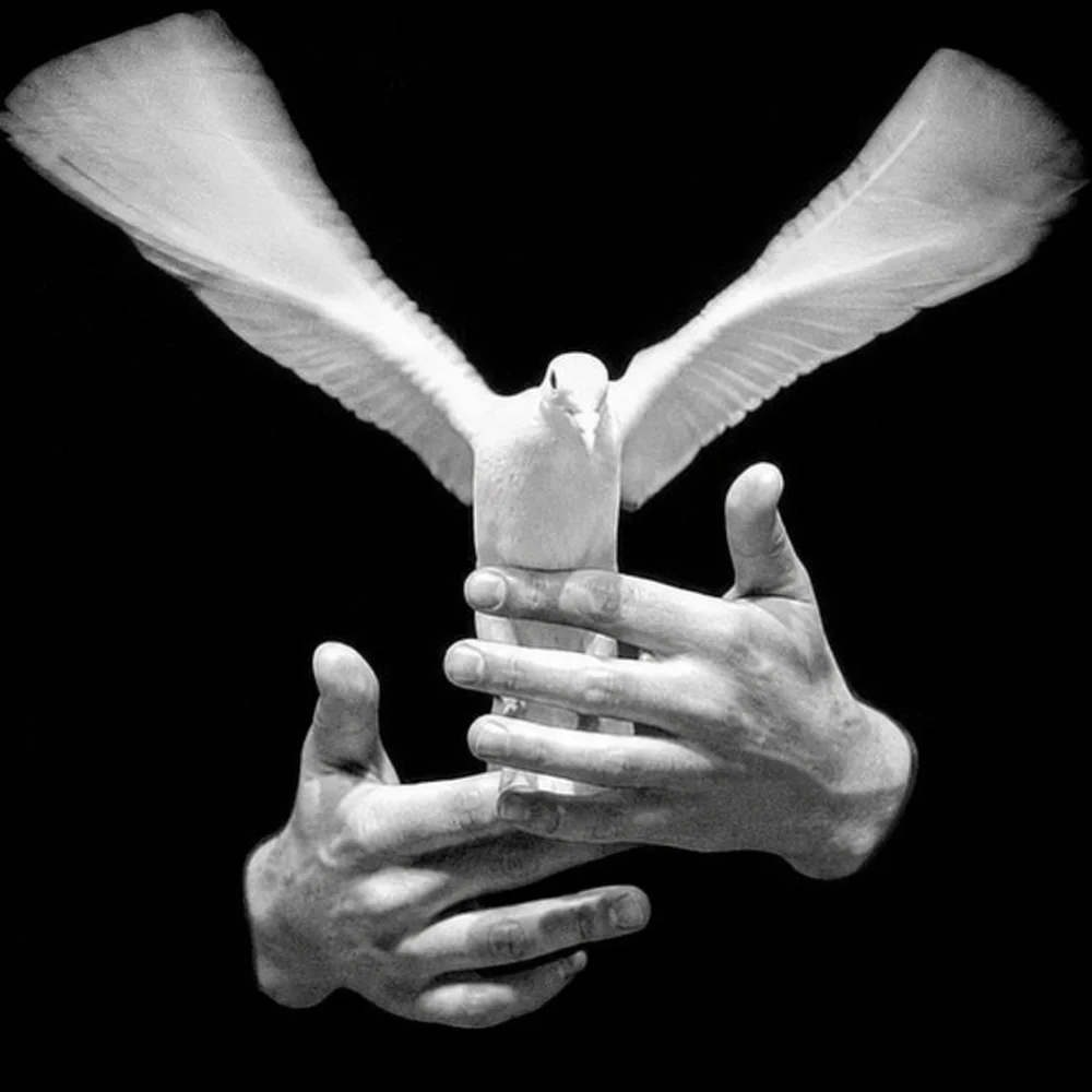 Hands releasing a dove